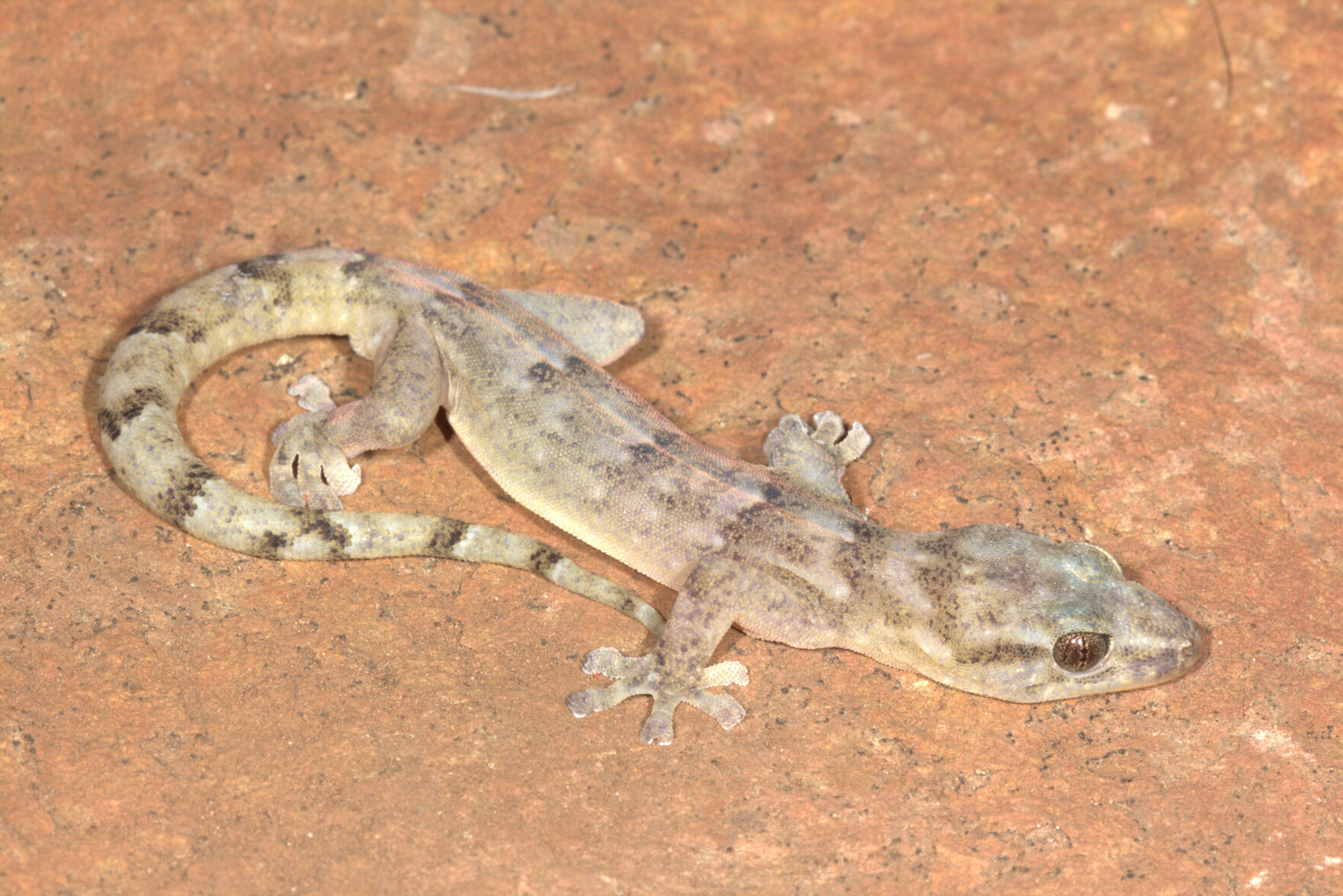 South Africa Lost Lizard